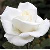 le Georgiche Vivai le Georgiche - Pianta vera di Rosa Gardenia Metropolitan, Brilliance,Oscar François,Pau Casals Meifaissel - vaso 6,5 Litri - Quadrato