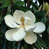 Vivaio di Castelletto Magnolia grandiflora Little Gem pianta in vaso ø24 cm h. 80/100 cm Vivaio di Castelletto