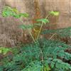 Generic semi di moringa da resistenti per il giardino di moringa verdi, decorazioni giardino per esterni appartamento veri sementi 15pcs