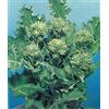 PAGANO DOMENICO E FIGLI SEMENTI DAL 1954 BROCCOLETTO O CIMA DI RAPA GR.250