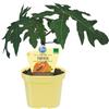 Gasa Papaya pianta di Carica Papaya su vaso cm 12 h 20/25cm
