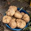 Generic semi di jicama di fagioli igname - resistenti per il giardino di invernali di verdi d'appartamento, 80pcs