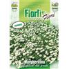 Flortis Margheritina Nana Bianca