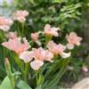 Generic 5 pz Lampadine dell'iride, Piante rustiche per balconi, piante rustiche per esterno Lampadine di iris rosa della Germania, Bulbi da fiori primaverili, piante da contenitore resistenti