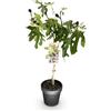 Plantenboetiek.nl Ficus carica Little Miss Figgy - Pianta da terrazzo - Decidua - Resistente - Frutti verdi - 80-90cm - Ø19cm - Pianta da giardino