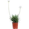 Vivaio Garden Forest, Agapanthus Baby Blue (Agapanto nano) - Perenne compatta sempreverde, Fiori blu cielo a ombrello in sfere, Ideale per vaso e bordure, Altezza 60-70 cm