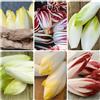 Generic semi di cicoria perenni, resistenti insalata di radicchio, aiuole rialzate per giardino, sementi antiche varietà balcone 200pcs