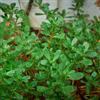 Generic Semi di portulaca, semi di rare Portulaca oleracea, semi di culinarie biologiche selvatiche 800pcs