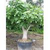 Vivaio di Castelletto Fico comune Ficus carica pianta in vaso ø18 cm h. 100/120 cm Vivaio di Castelletto