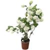 Vivaio Garden Forest, Viburnum opulus 'Roseum' - Palla di neve (Pallon di Maggio), Arbusto ornamentale, Fioritura a sfere bianche, Vaso 24cm, Altezza 40-50 cm