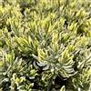 VIVAIO GARDEN FOREST Lavanda Variegata Dentata - Pianta Aromatica Ornamentale con Foglie Variegate - Lavanda Decorativa in Vaso 19 cm - Pianta Profumata per Giardino e Balcone