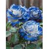 GKUHGCA Brillanti bulbi di rosa perenni per piantare professionalmente per splendide esposizioni da giardino-1 lampadine-F