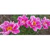 Generic Dancing Butterfly Peonia (3) Radici