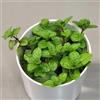 Generic semi di menta verde, prodotti sostenibili semi di menta, selvatiche da giardino regali per giardinieri acquistare resistenti in rare 1000pcs