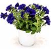 POWERS TO FLOWERS - PETUNIA, POTUNIA, SURFINIA COMPATTA BLU - 2 PIANTE VASO 14CM DIAMETRO, piante vere
