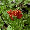 le Georgiche Vivai le Georgiche - Pianta vera di Sorbus aucuparia var. edulis S.aucuparia 'Moravica', S.aucuparia 'Edulis' Sorbo degli uccellatori - vaso Ø 18 cm - altezza alla vendita 40-60 cm
