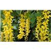 Seeds & Plants Shop by Ipsa Pezzi - 20x Maggiociondolo Alpinum Albero Giardino Piante - Seme ID1400 - Seeds & Plants Shop by Ipsa