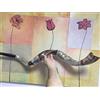Silver - plated 44- 45 Yemenite Horn Sho Amaizing Silver - placcato 111,8 cm - 114,3 cm Corno Yemenita Shofar Kudu Leone