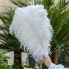 GUOZHAN 10 Pezzi/Lotto Piume di Struzzo Bianche Naturali 15-50 cm Grandi Piume per Decorazioni per la casa e Matrimoni centrotavola da Tavolo Artigianato