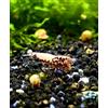 Generisch Felicità di Gamberetti - Gamberetti in vari colori e motivi - 5 pezzi (Red Pinto Galaxy - Caridina - rosso/bianco)