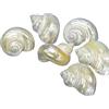 Zelda Bomboniere Conchiglie Lumaca Tubo Chrysostomus Pz 16