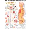 DFRES Il Autonomo Nervoso Sistema Anatomico Schema Grafico Poster Stampa Anatomia Tela Parete Arte Dipinti Casa Clinica Ufficio Parete Decorazioni 60x90cm No Cornice