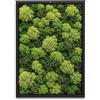 I GIARDINI DI GIULIA Quadro Rettangolare in Muschio e licheni Stabilizzati - Cornice in Legno Naturale - Decorazione Vegetale Elegante per Casa e Ufficio - Senza Manutenzione (60 X40 CM)