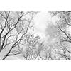 WallArena - Carta da parati fotografica - Cime, Alberi, 300x210 cm - Murale fotografico - Per soggiorno e camera da letto - Effetto 3D - con Colla - Marino, Bianco,