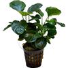 AquaPlants Anubias barteri var. nana Coin Leaf - Piante d'acquario