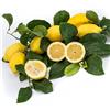 Generico PIANTA DI LIMONE 4 QUATTRO STAGIONI LUNARIO CM 140/150 (foto reali) IN FITOCELLA (Zagara Bianca)