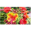 Seeds & Plants Shop by Ipsa Pezzi - 20x Caesalpinia Pulcherrima Caesalpinia Giardino Piante - Seme ID69 - Seeds & Plants Shop by Ipsa