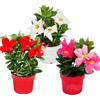 exotenherz Dipladenia - Gelsomino cileno, vaso da 10 cm, set di 3 piante, mix di colori