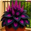 LREUHGFN Hosta,Perfetto per i bordi-Garden,capolavori in vaso eleganti,hosta in vaso,Sorprendente-pali da giardino premium,eleganti,Rizoma Di Hosta.-4lampadine-D