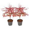Plant in a Box - Palmatum 'Beni Maiko' - Set di 2 - Ao giapponese resistente all'inverno - Vaso 19cm - Altezza 60-70cm