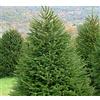 Vivaio di Castelletto Abete rosso Picea abies Peccio Albero di Natale in mastello h. 125/150 cm Vivaio di Castelletto