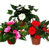 exotenherz Edel-Lieschen - Set di 3 piante Impatiens Nuova Guinea - Vaso da 12 cm