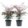 GARDENZO Nandina domestica 'Obsessed' ® Hemelsbambus 30-35 cm in vaso da 17 cm, arbusto decorativo verde invernale con germoglio rosso per giardino, balcone e terrazza (2)