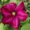 le Georgiche Vivai le Georgiche - Pianta vera di Clematis Ville de Lyon Clematide 'Ville de Lyon' - vaso Ø 15 cm - altezza alla vendita 40-60 cm