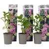 Plant in a Box - Ortensia hydrangea macrophylla Rosa - Set di 3- Rosa d'ortensia - Vaso 9cm - Altezza 25-40cm