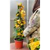 POWERS TO FLOWERS - BOUGAINVILLEA, BUGANVILLEA GIALLA IN VASO 19CM DIAMETRO, ALTEZZA 70CM, pianta vera