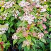 Generico Viburnum tinus, 2 piante alte 30/40 cm, vaso 15