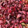 le Georgiche Vivai le Georgiche - Pianta vera di Nandina domestica Fire Power - vaso Ø 18 cm