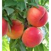 Vivaio di Castelletto Pesco pianta da frutta innestata di 2/3 anni in vaso da 5 litri MADE IN ITALY Vivaio di Castelletto