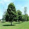 AMDGarden Pianta di Tiglio Tilia Cordata Fiore Profumato Albero Foglia Caduca per Esterni h 100 cm in Vaso 18 cm