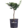 eGarden.store Pianta di Chinotto Nano albero nano di chinotto pianta di agrume innesto basso piana ornamentale pianta da esterno pianta vera da frutto venduta da eGarden.store