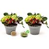 POWERS TO FLOWERS - IRESINE GIALLA MICRO IDEALE PER TERRARIUM, 2 PIANTE, VASO 5,5 CM DIAMETRO, pianta vera