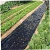 Vistnale Barriera contro le erbacce | Pellicola per pacciamatura in plastica nera a 5 fori per pellicole vegetali agricole PE perforato in plastica per piante da giardino Membrana per pacciamatura intensament