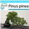 SAFLAX - Confezione regalo - Pino marittimo - 6 semi - Pinus pinea