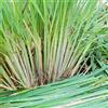 Generic Citronella giardino varietà antiche e rare selvatiche, giardino coltivazione verdi resistenti resistenti 300semi