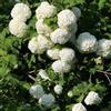 le Georgiche Vivai le Georgiche - Pianta vera di Viburnum opulus Roseum - vaso Ø 18 cm